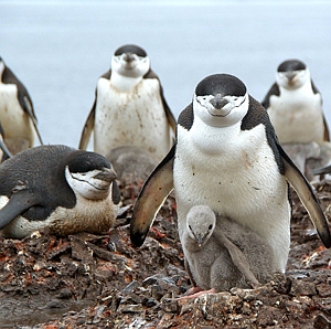 Pinguin mit Nachwuchs